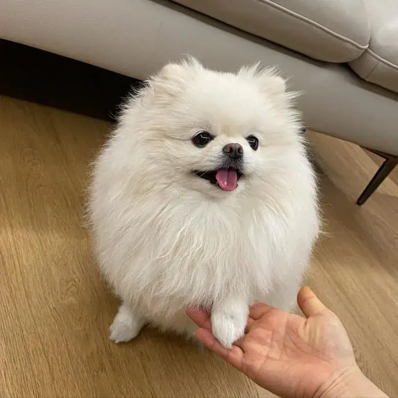 Cherrynimm의 퐁이
