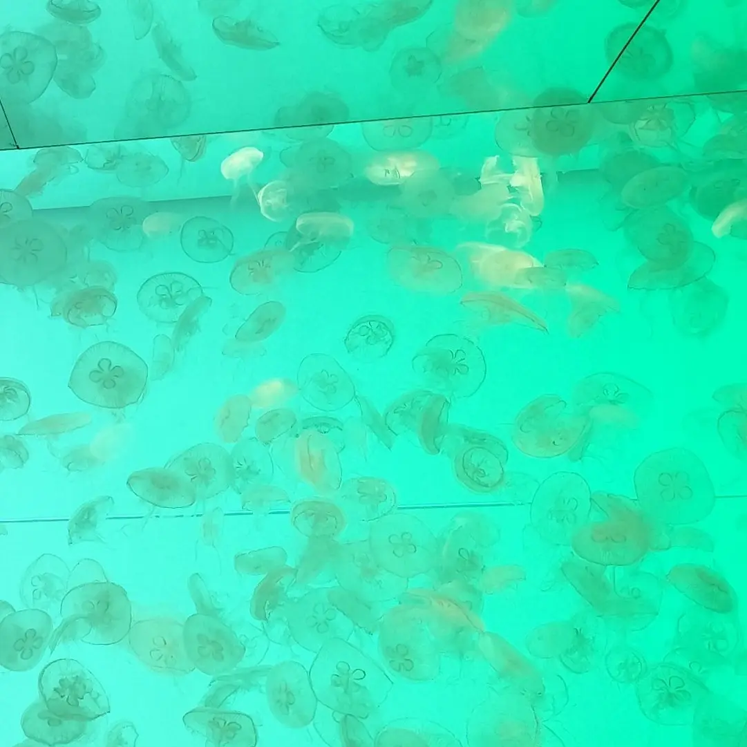 jellyfish.397.의 死神さん