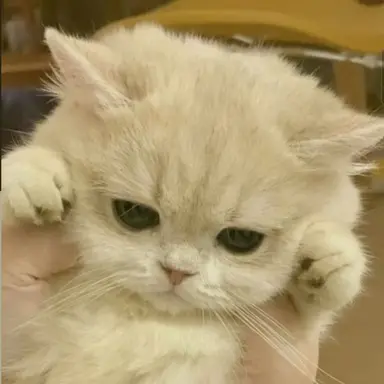 Profile image of 고고프렌즈