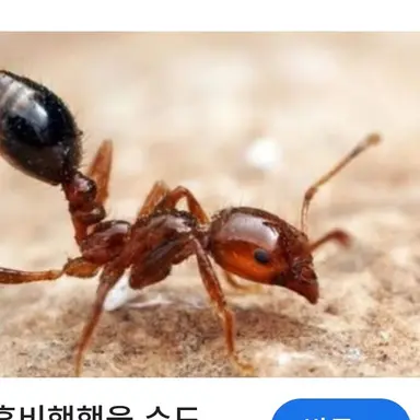 Profile image of 공주개미
