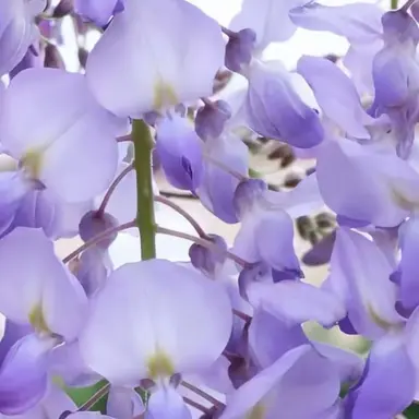 Profile image of 星導ショウ