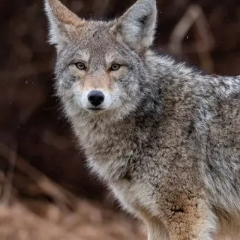 Profile image of 늑대