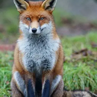 Profile image of 여우