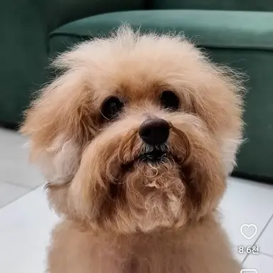 Profile image of 짹슨