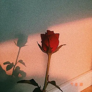 Profile image of 벨키