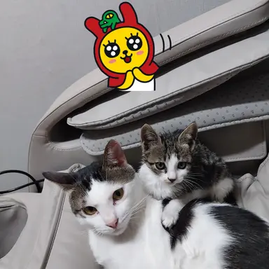 Profile image of 윤해강