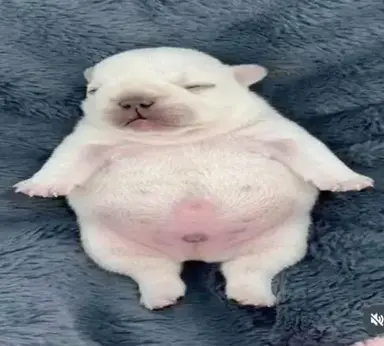 Profile image of Bubo