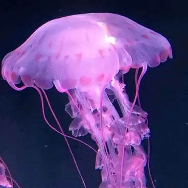 Profile image of ミジ