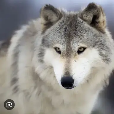 Profile image of 늑대