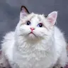 Profile image of リノ