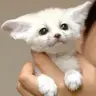 Profile image of アイエン