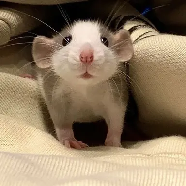 Profile image of 호시나의 현 아내