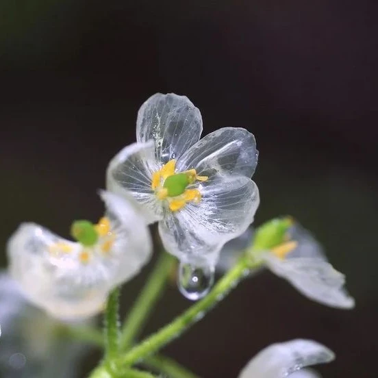 산초