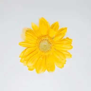 Profile image of レイモン