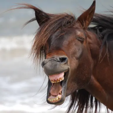 Profile image of 쟝 키르슈타인