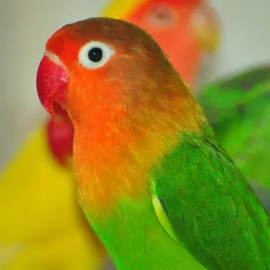 Profile image of インコ