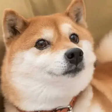 Profile image of 레몬