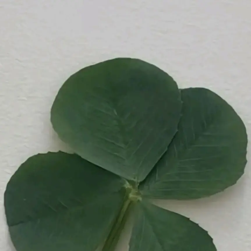 CalmFrame6094의 아이돌