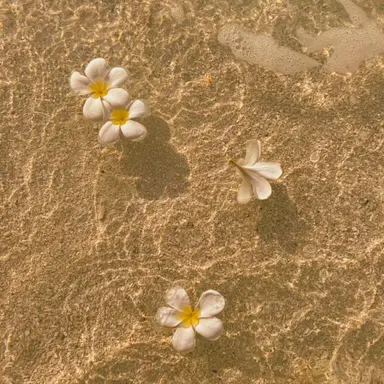 Profile image of 홍챠