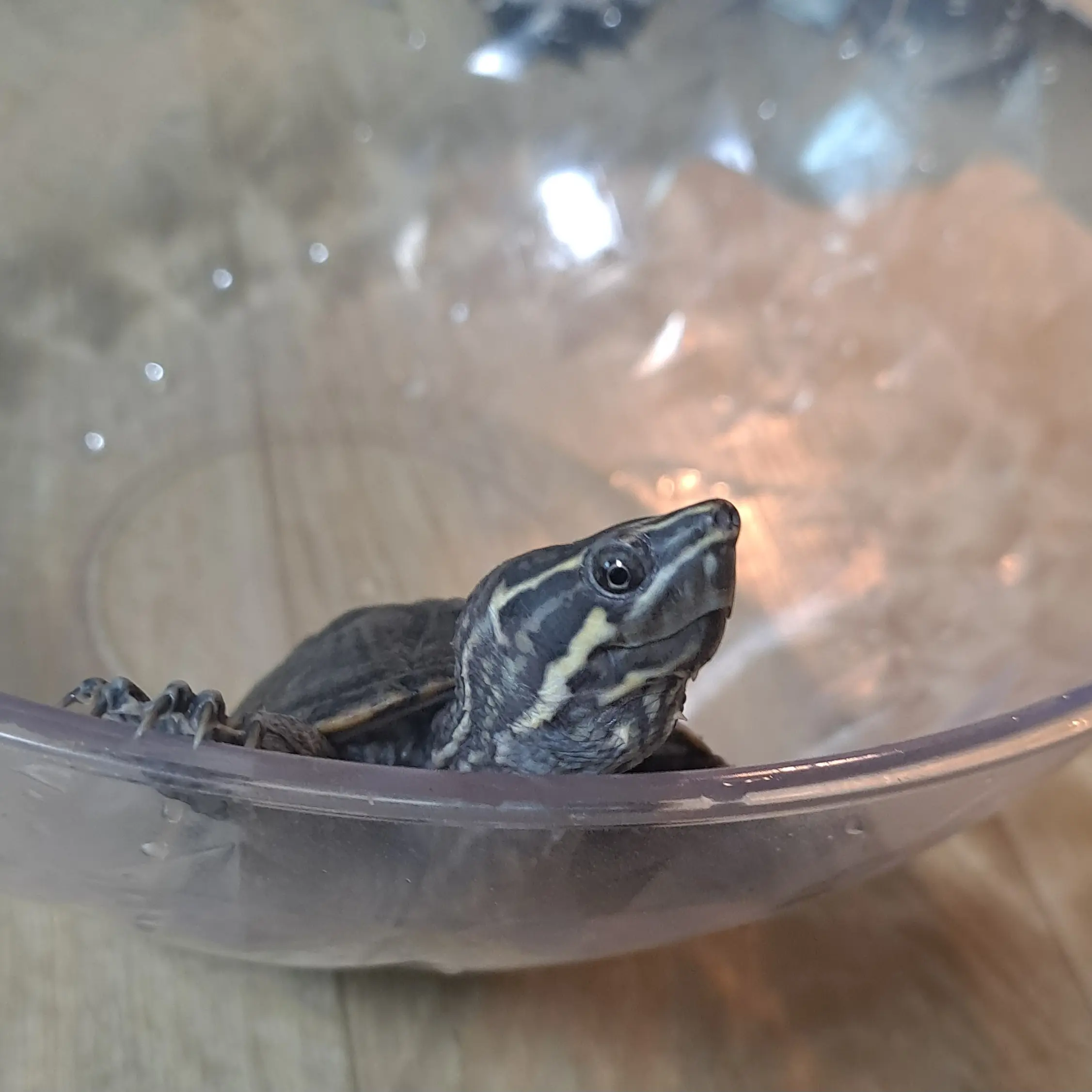 Threemeals의 거북이🐢