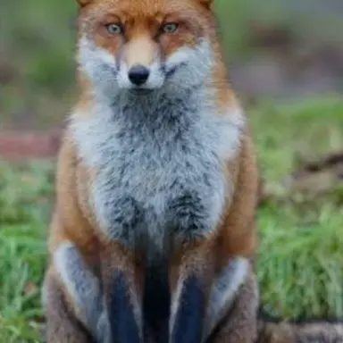 Profile image of 여우