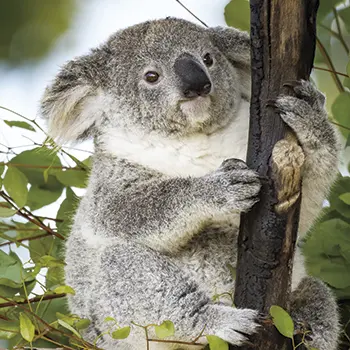 Profile image of 코키