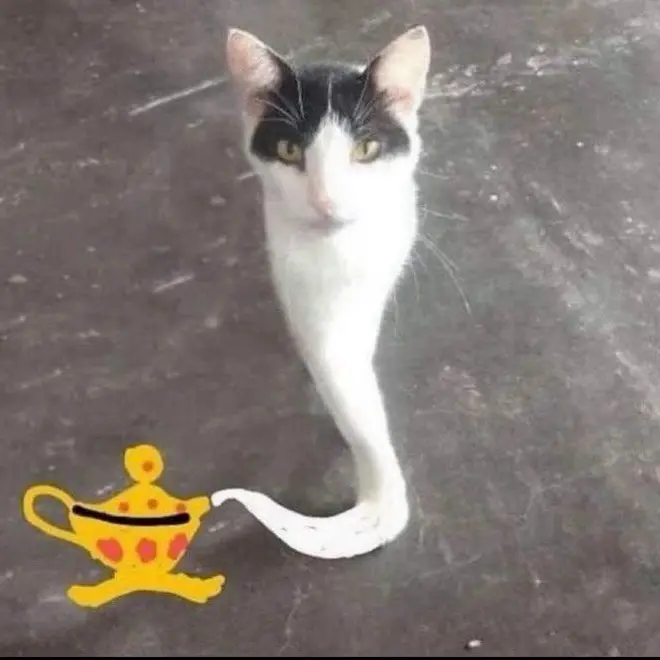 GummyJoke0974의 ランプの魔人猫