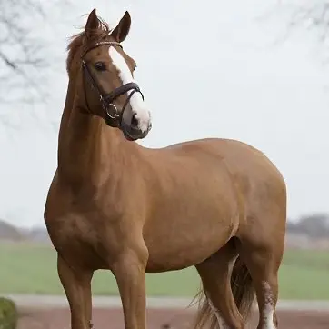 Profile image of 야생말