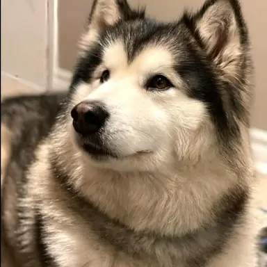 Profile image of 레오