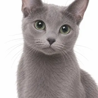 Profile image of 시엘