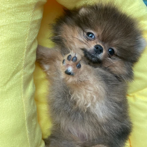 코코