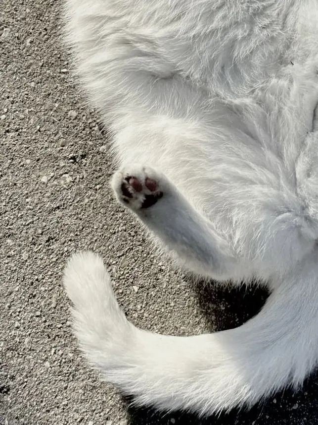 ThrowingStar의 六いの猫ちゃん