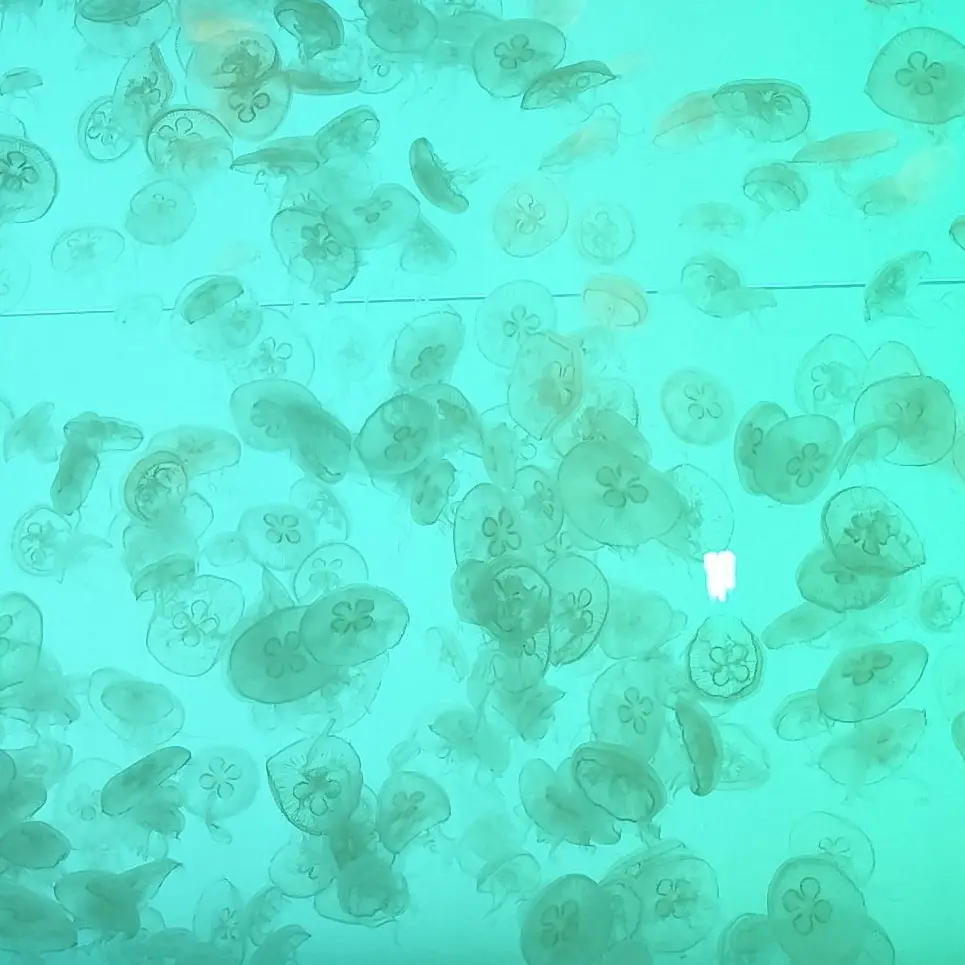 jellyfish.397.의 陽キャ