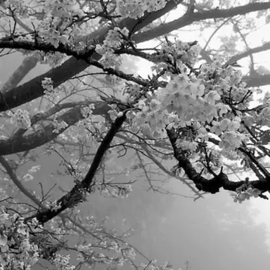 Profile image of 엄흥도