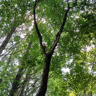 Profile image of 제미니