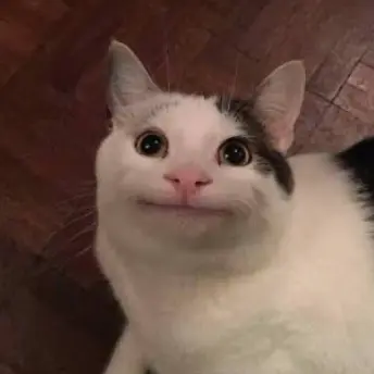 Profile image of Beluga from discord