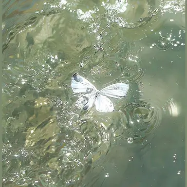 Profile image of 세인트릴리
