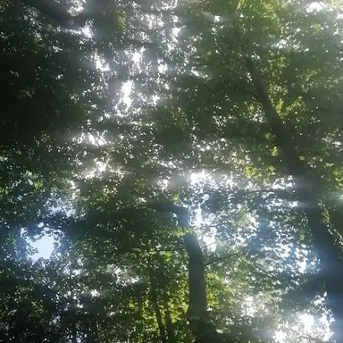 Profile image of 페파