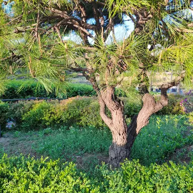 Profile image of 또니 경장