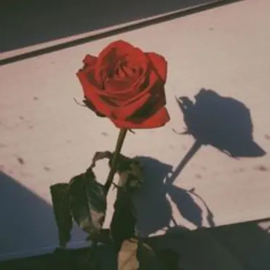 Profile image of r o s e