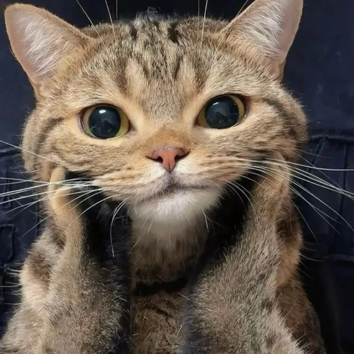 あらん