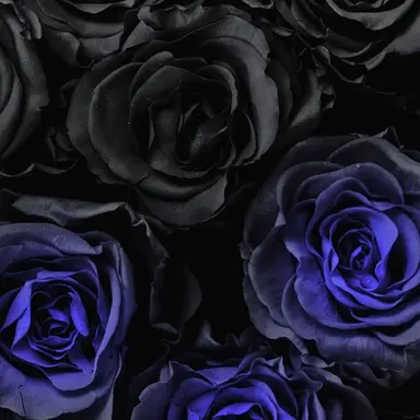 Profile image of ロヴィーノ