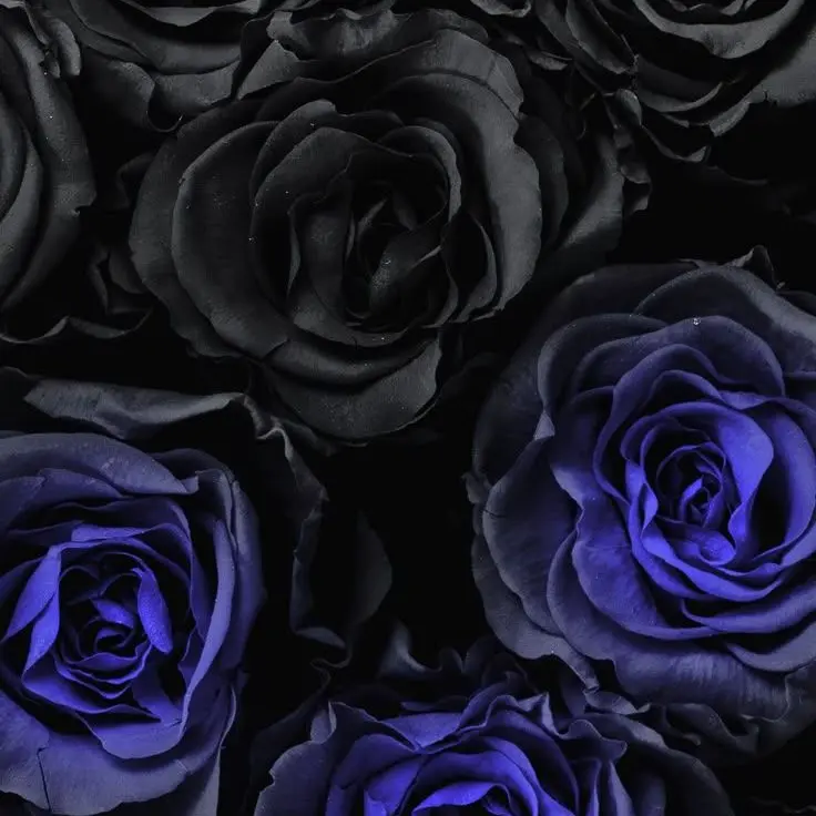 RuuzyuHouou1017의 ケーキバース