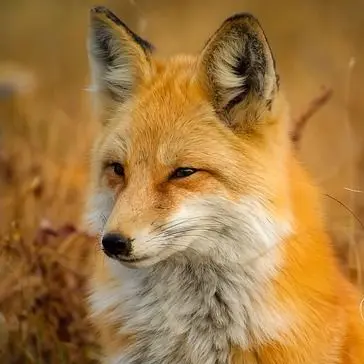 Profile image of キツネ