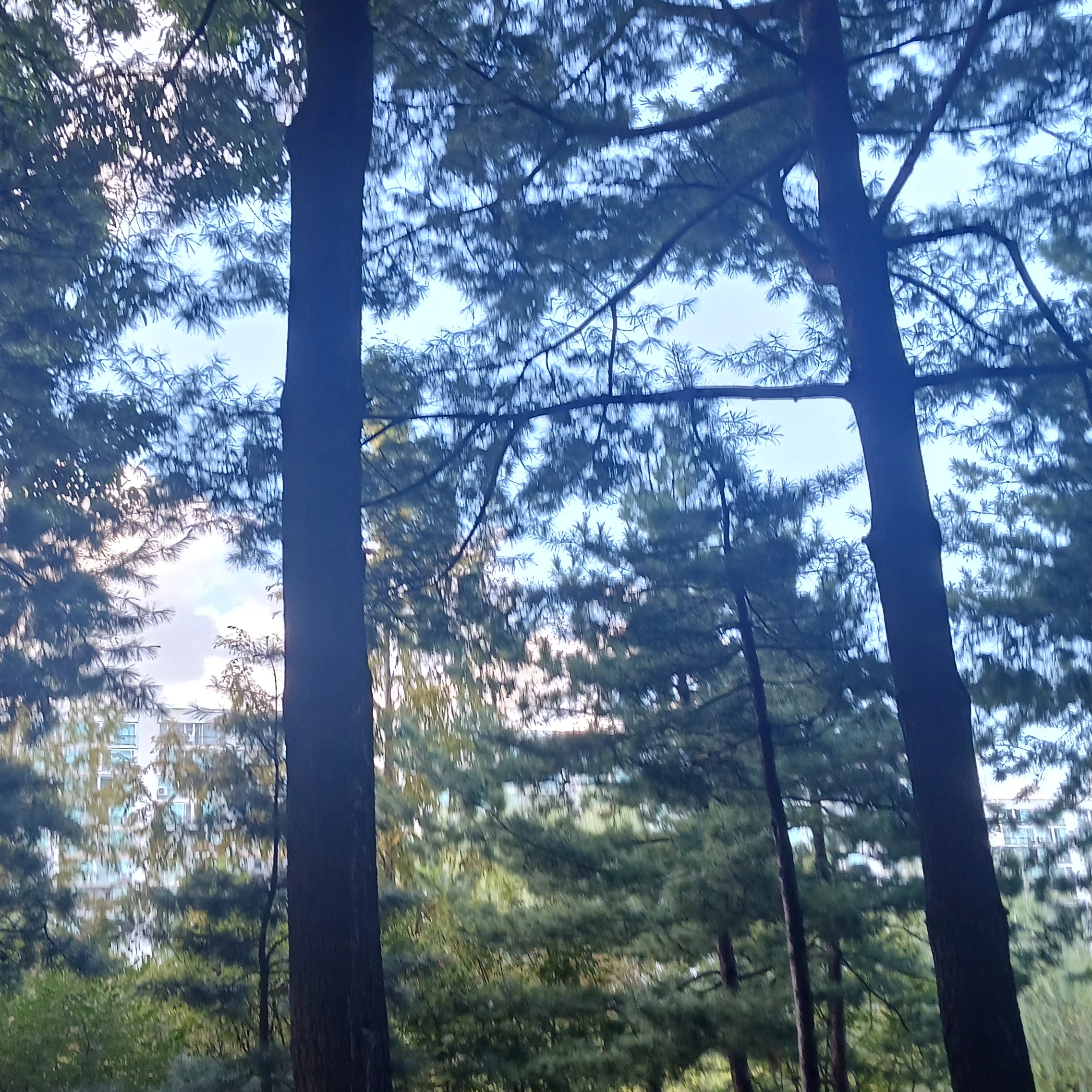 임소병
