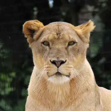 Profile image of Lika