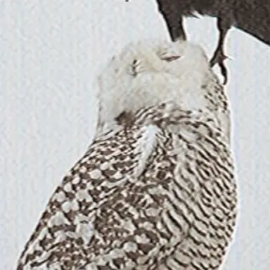 Profile image of 셀린