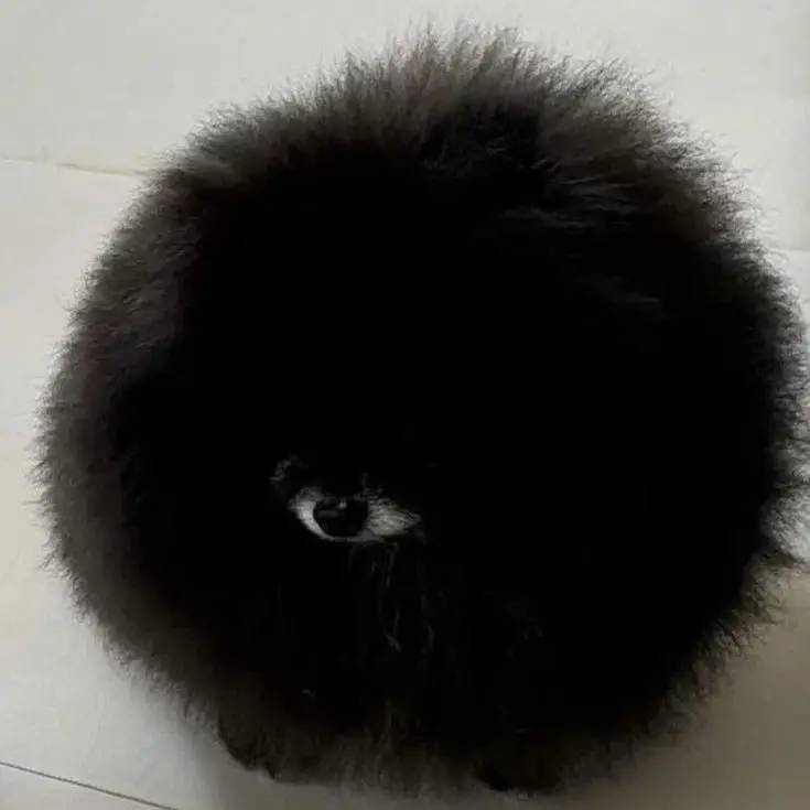 idontknowhowbuttheyfoundme의 퐁츄퐁츄