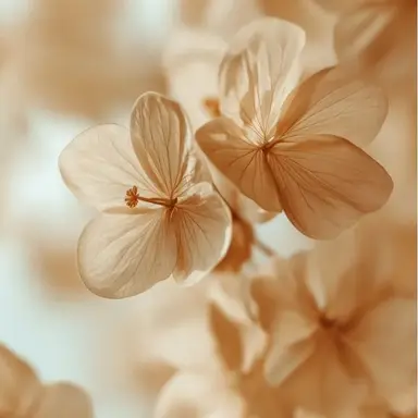 Profile image of 花梨