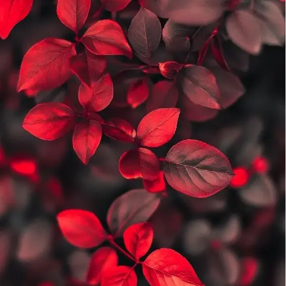 GiddyTuna1657의 鬼の花嫁